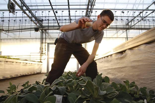 Gray sprinkling biocontrols
