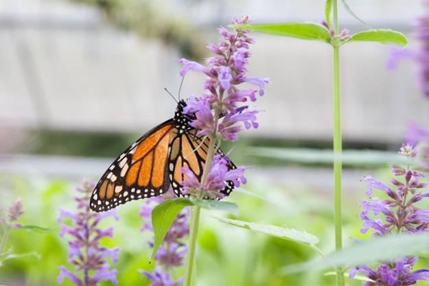Monarch on Agastache