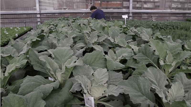 bug sachets on mullein
