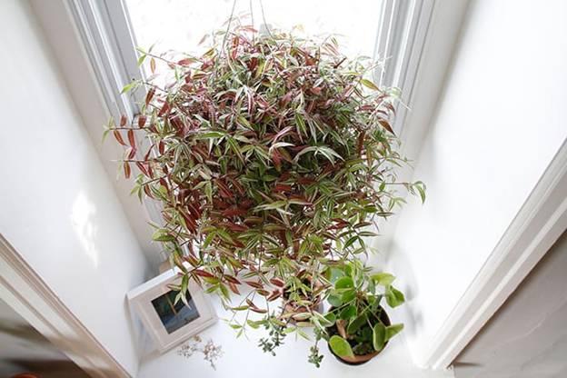 Oplismenus variegated hanging basket in window