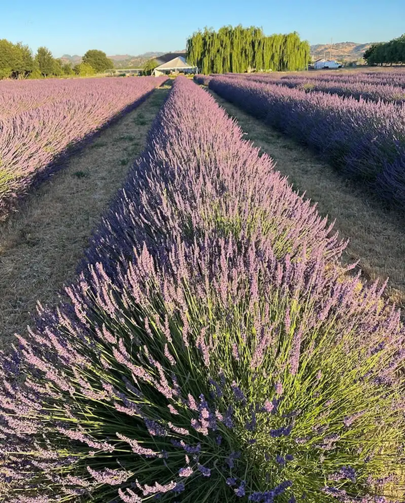 Lavender Phenomenal in field