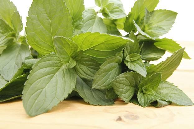 cut mint