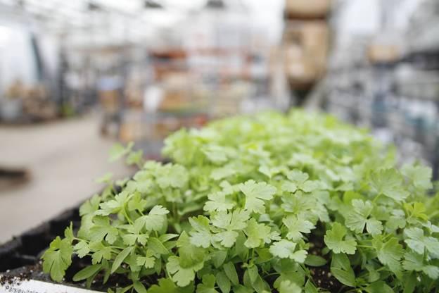 transplanting cilantro