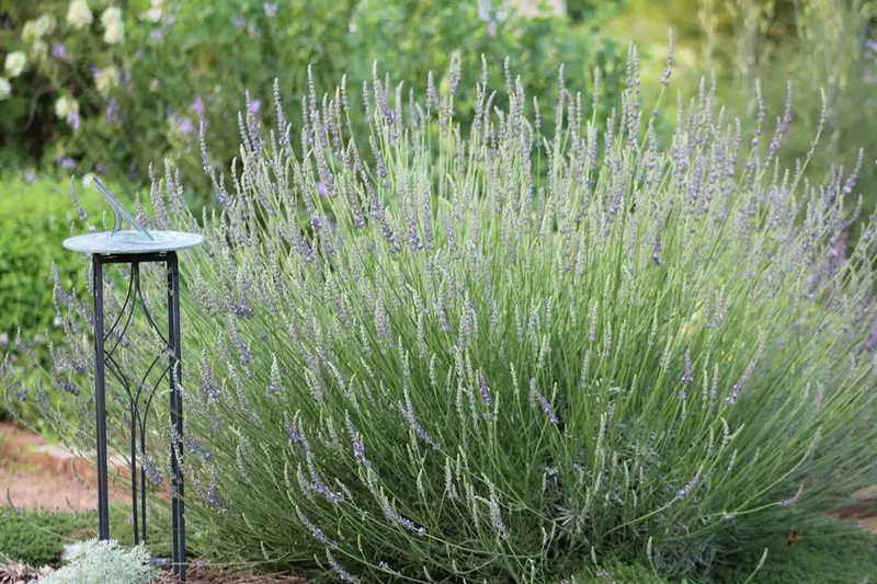 Lavender Phenomenal® in bloom