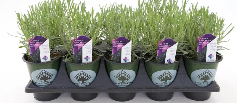 Lavender Phenomenal® in quart pots