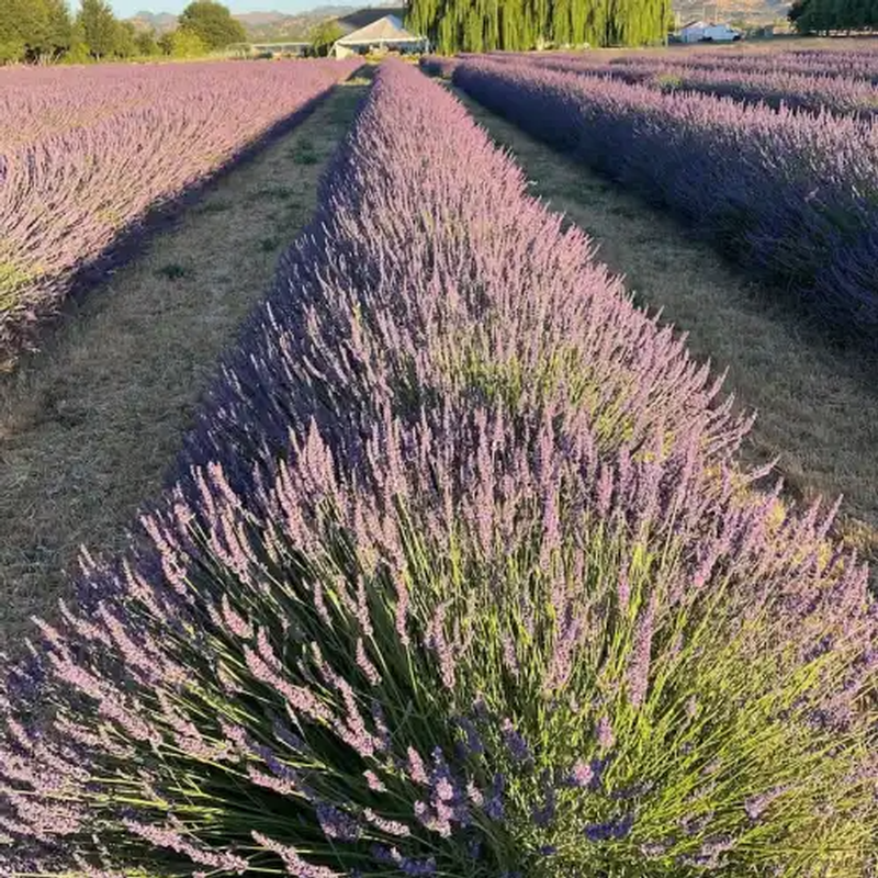 Lavender Phenomenal in field